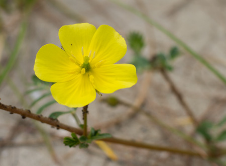 Close up of flower on the beach in Thailandの写真素材