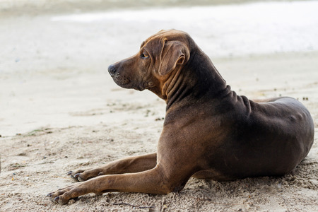 side of brown dog on sand at the beachの写真素材