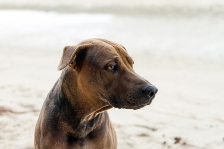 head shot of brown dog on the beachの写真素材