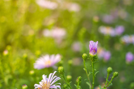 Small Purple flower in the morningの写真素材