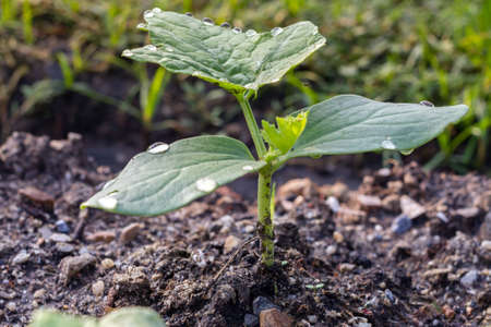 Green sprout growing from the groundの写真素材