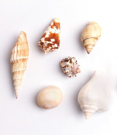 Seashell collection on the white backgroundの写真素材