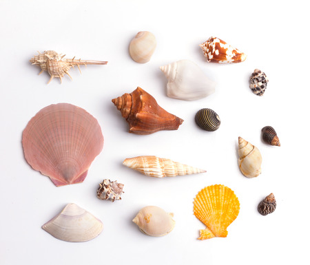 Seashell collection on the white backgroundの写真素材