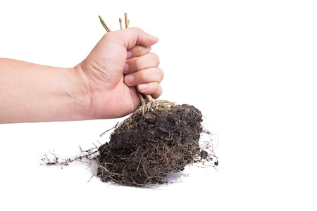 hand and Root Plant with soil isolated on white backgroundの写真素材