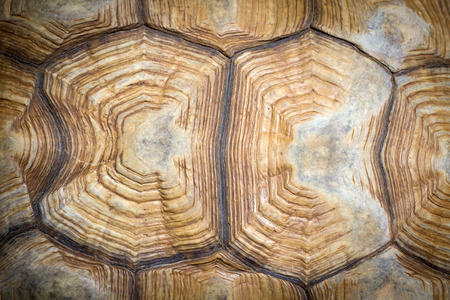 Closeup of a turtle shellの写真素材