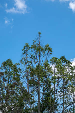 Top of big tree on beautiful sky