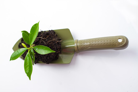 Small plant and soil in spade on white backgroundの写真素材
