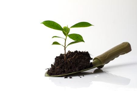 Small plant and soil in spade on white backgroundの写真素材