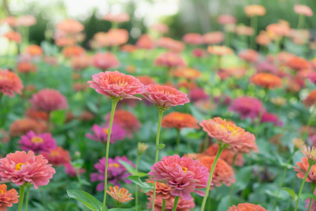 Colorful Zinnia Flowers Field Backgroundの写真素材