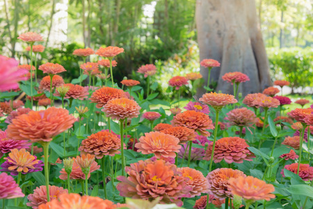 Colorful Zinnia Flowers Field Backgroundの写真素材