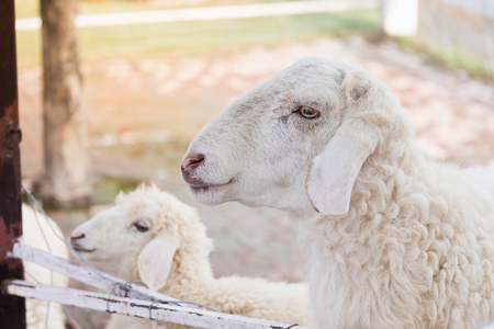 close-up sheep in the farmの写真素材