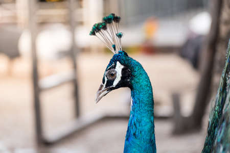 Close-up peacock head shot in zooの写真素材