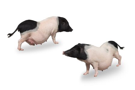 mini pig isolated on white backgroundの写真素材