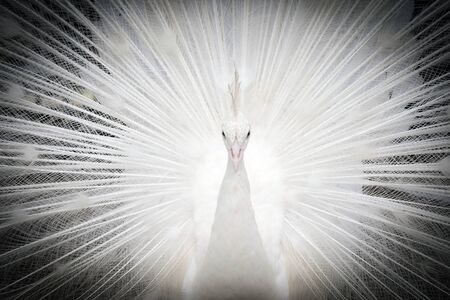 Close-up white peacock on spreading tail-feathersの写真素材