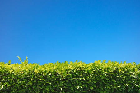 Green Leaves blue sky background.の写真素材