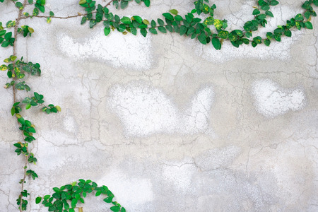 Small green plant on the concrete background.の写真素材