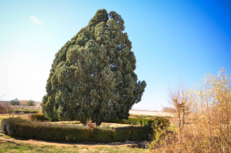 Ancient Cypress Tree in Iranの写真素材