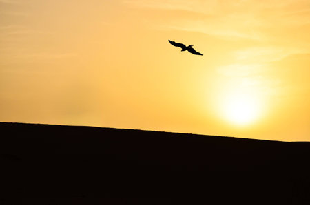Silhouette of a Lonely Eagle Hovering Over Sand Dunes in the Saharaの写真素材