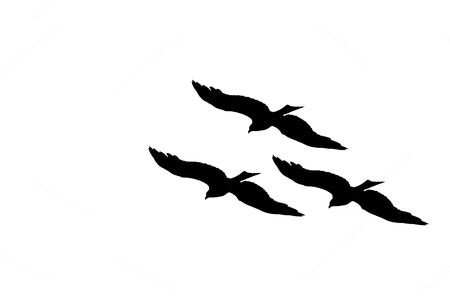 Silhouette of a Group of Eagles Flyingの写真素材