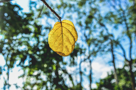 Yellow Leaf Under the Sunlightの写真素材