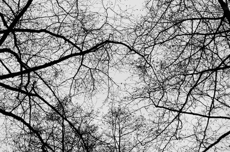 Silhouette of Tree Branchesの写真素材