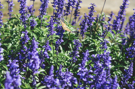 Close-Up of Lavender Fields in Japanの写真素材