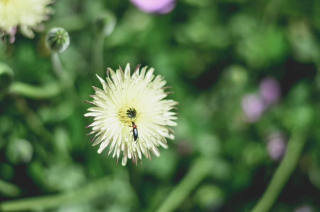 Close-Up of an Insect Landing on a Flowerの写真素材