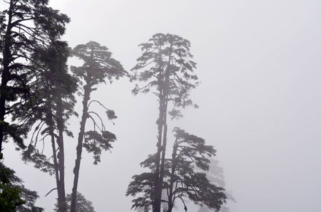 Foggy Trees in Bhutanの写真素材
