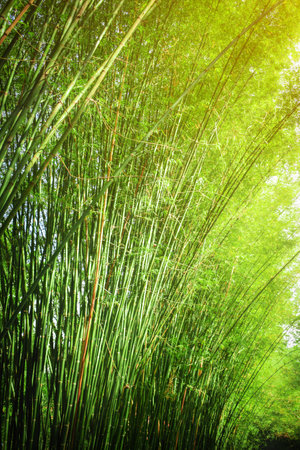 green bamboo forest with sunshine, cave bamboo backgroundの写真素材