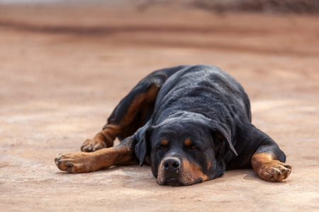 Black dog sleep on the floorの写真素材