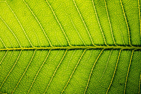 Leafの写真素材