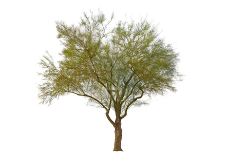 An isolated willow tree on white backgroundの写真素材