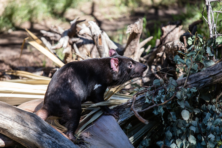 A Tasmania devil stand on a logの写真素材