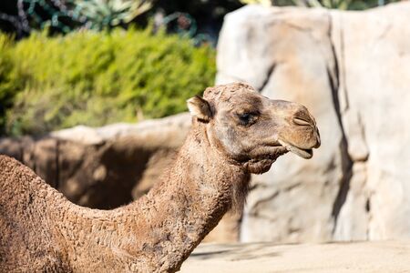 A side view of a standing camelの写真素材