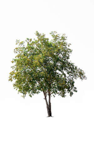 Sakaena tree on white backgroundの写真素材