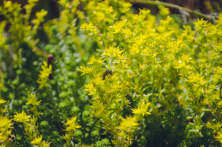 Yellow flowers and a beeの写真素材