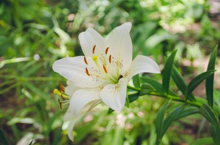 Beautiful white liliesの写真素材