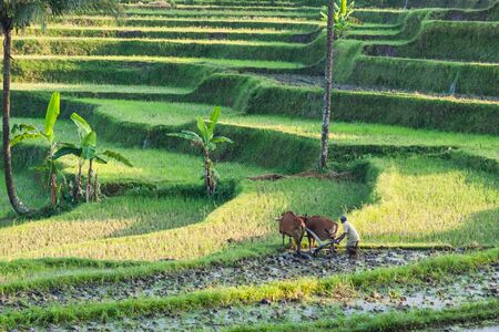 Farmer doing his job in the rice field in in indonesiaの写真素材