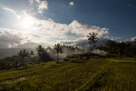 Rice field in Java Indonesiaの写真素材