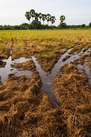 rice field after harvestの写真素材