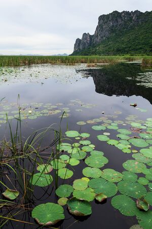 water lily in national park of thailandの写真素材
