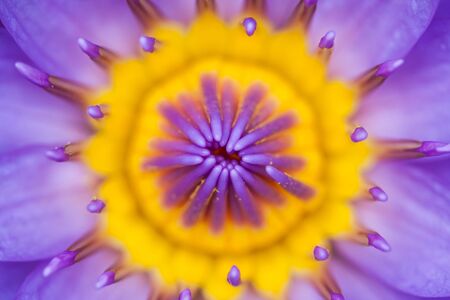water lily flowerの写真素材