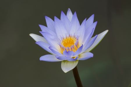 Water Lily at Rajamangala University of Technology Thanyaburi, Thailandの写真素材
