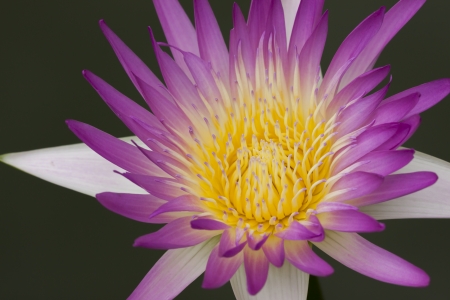 Water Lily at Rajamangala University of Technology Thanyaburi, Thailandの写真素材