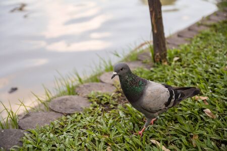 Pigeon in the parkの写真素材