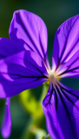 Detailed Purple Violet Flower in Close Up with Soft Natural Lightingの素材