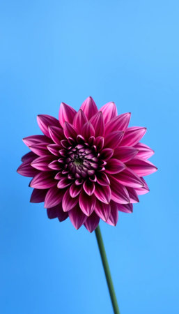 Beautiful Dahlia Blossom Displayed On Bright Blue Backdropの素材