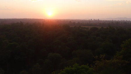 Soft golden glow over jungle horizon sereneの素材