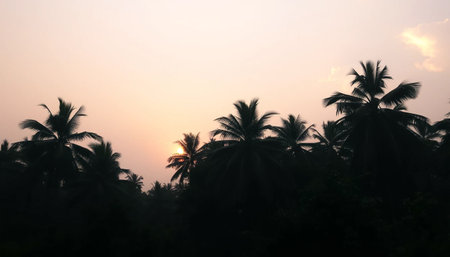 Orange glow over wild jungle trees calmの素材