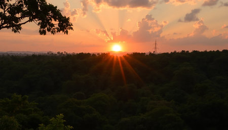 Warm horizon jungle glowing under sunsetの素材